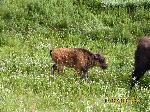 019 bison calf 2.jpg